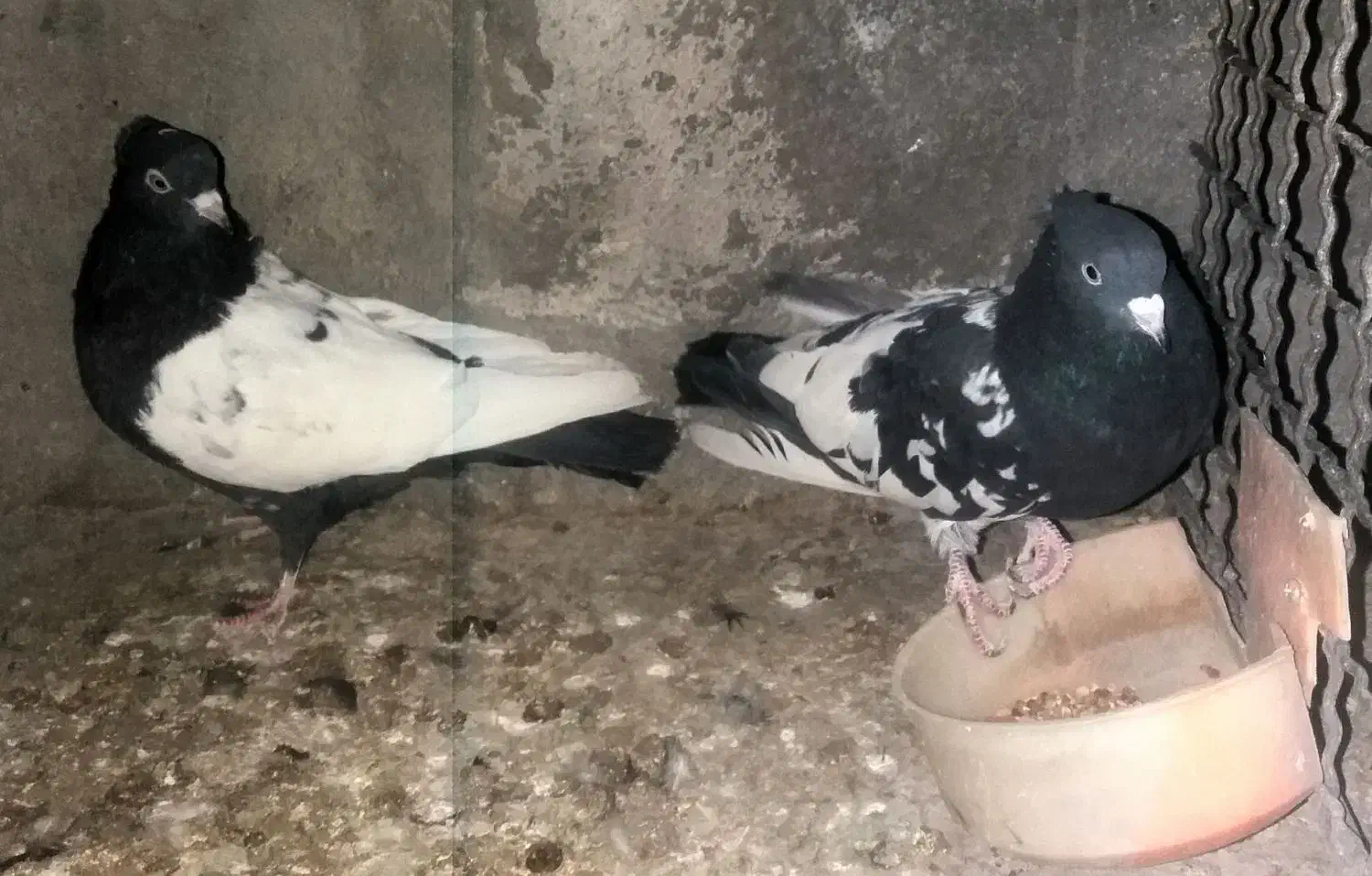 کفتر.کبوتر.کله سیاه.سینه سیاه|پرنده|مشهد, ایوان|دیوار