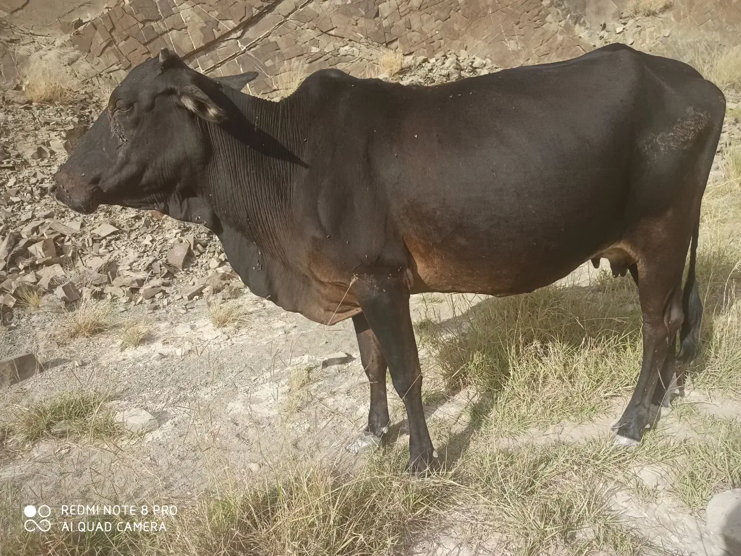 گاو و گوساله نر|حیوانات مزرعه|سراوان, |دیوار