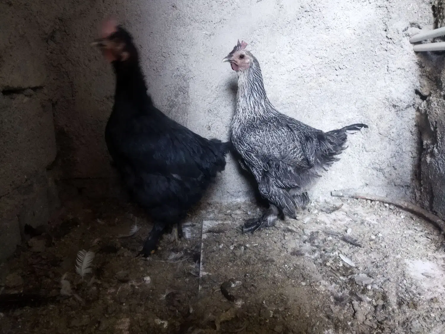 فروشی دهدشت|حیوانات مزرعه|دهدشت, |دیوار