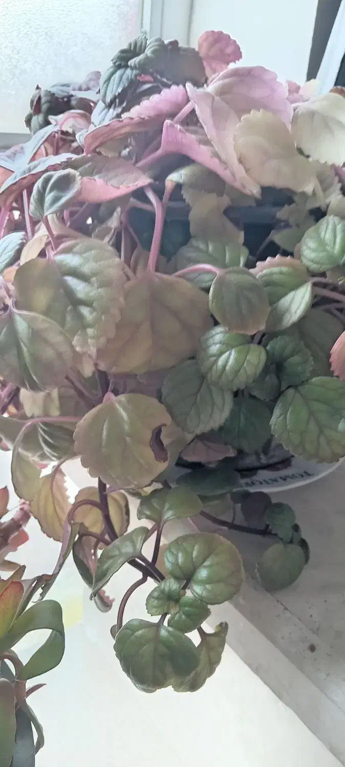 گل و گیاه|گل و گیاه طبیعی|اردبیل, |دیوار