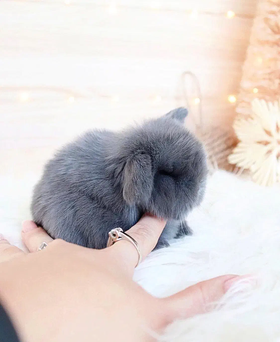 خرگوش لوپ صدفی سوپرفلت|موش و خرگوش|بوشهر, |دیوار