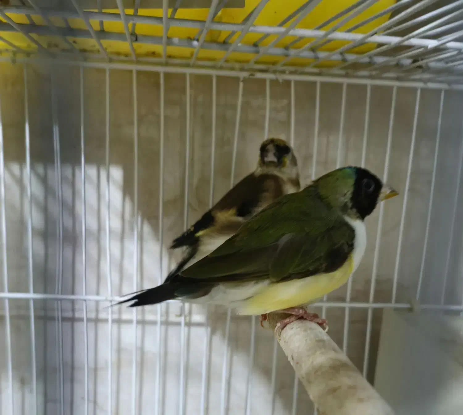 فروش ۳عدد فنچ گلدین ماده  مولد|پرنده|لامرد, |دیوار