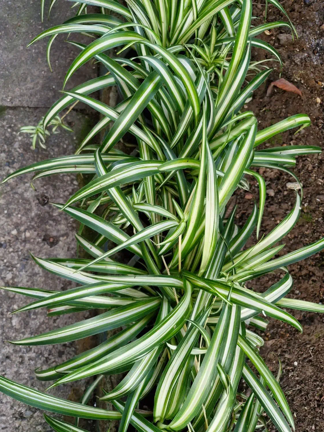 گل گندمی|گل و گیاه طبیعی|کلاچای, |دیوار