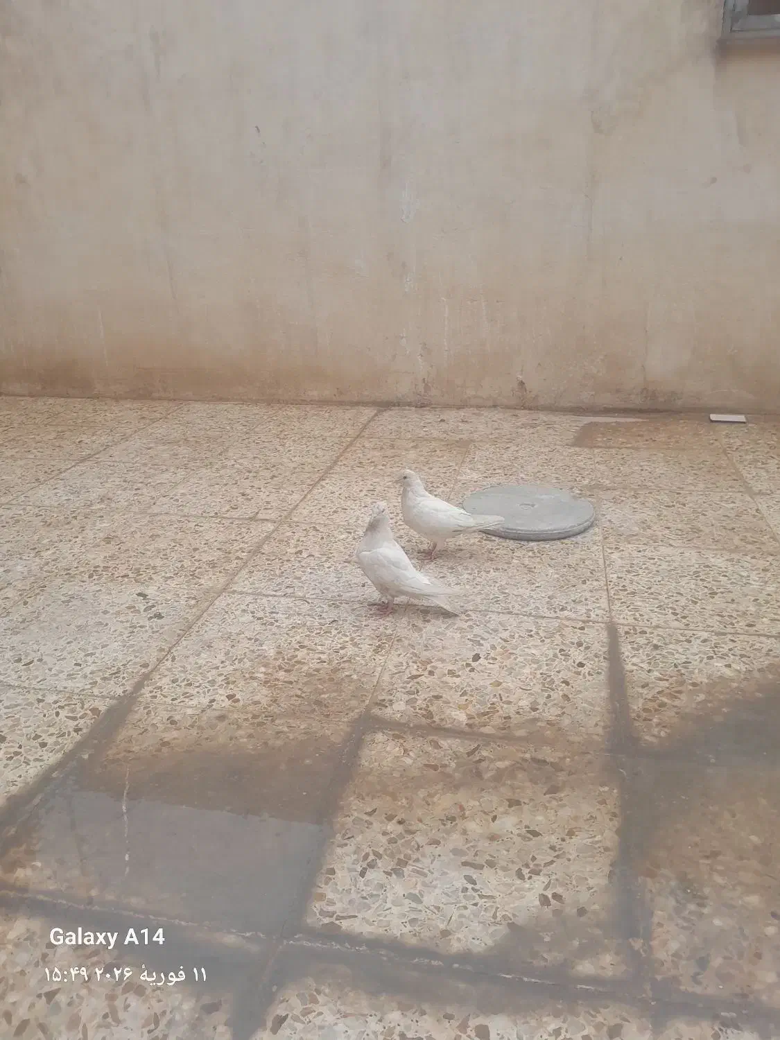 کبوتر|حراج|ایذه, |دیوار