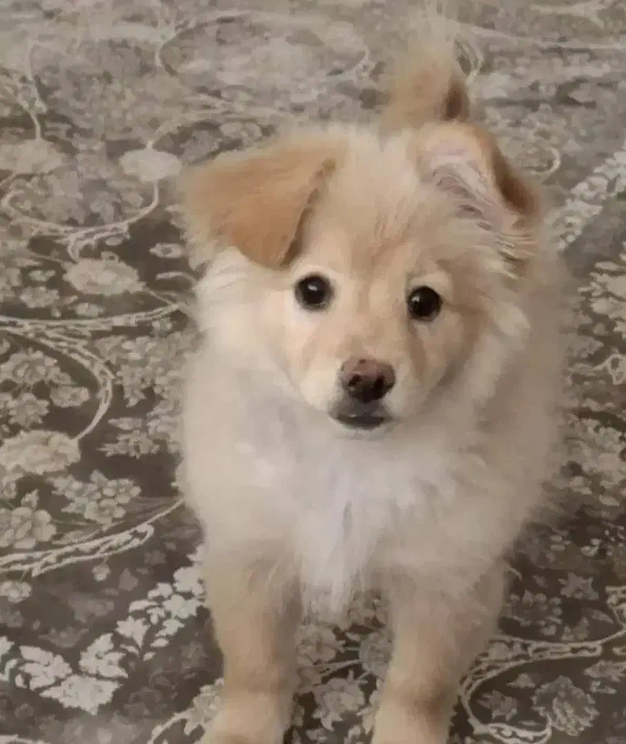 سگ پامر|سگ|مشهد, نوفل لوشاتو|دیوار