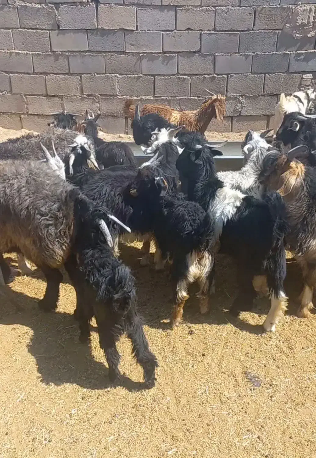 بره نر و ماده بزغاله چاق برای کشت|حیوانات مزرعه|شهرضا, |دیوار