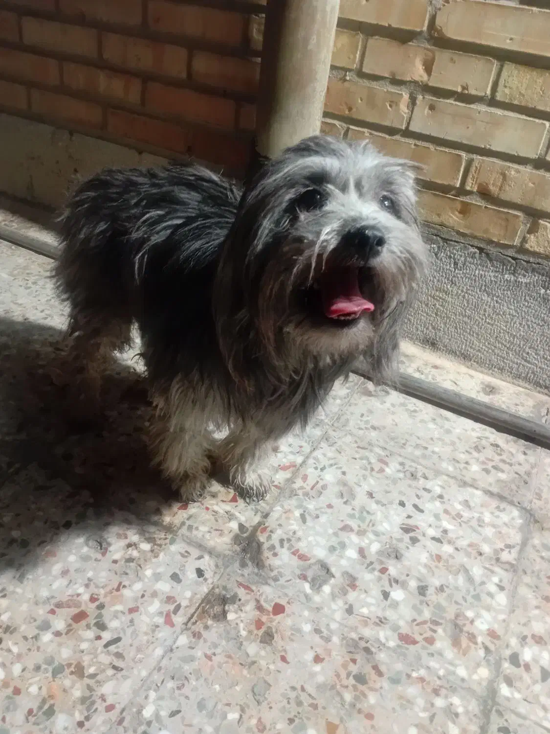 سگ خارجی|سگ|بهبهان, |دیوار