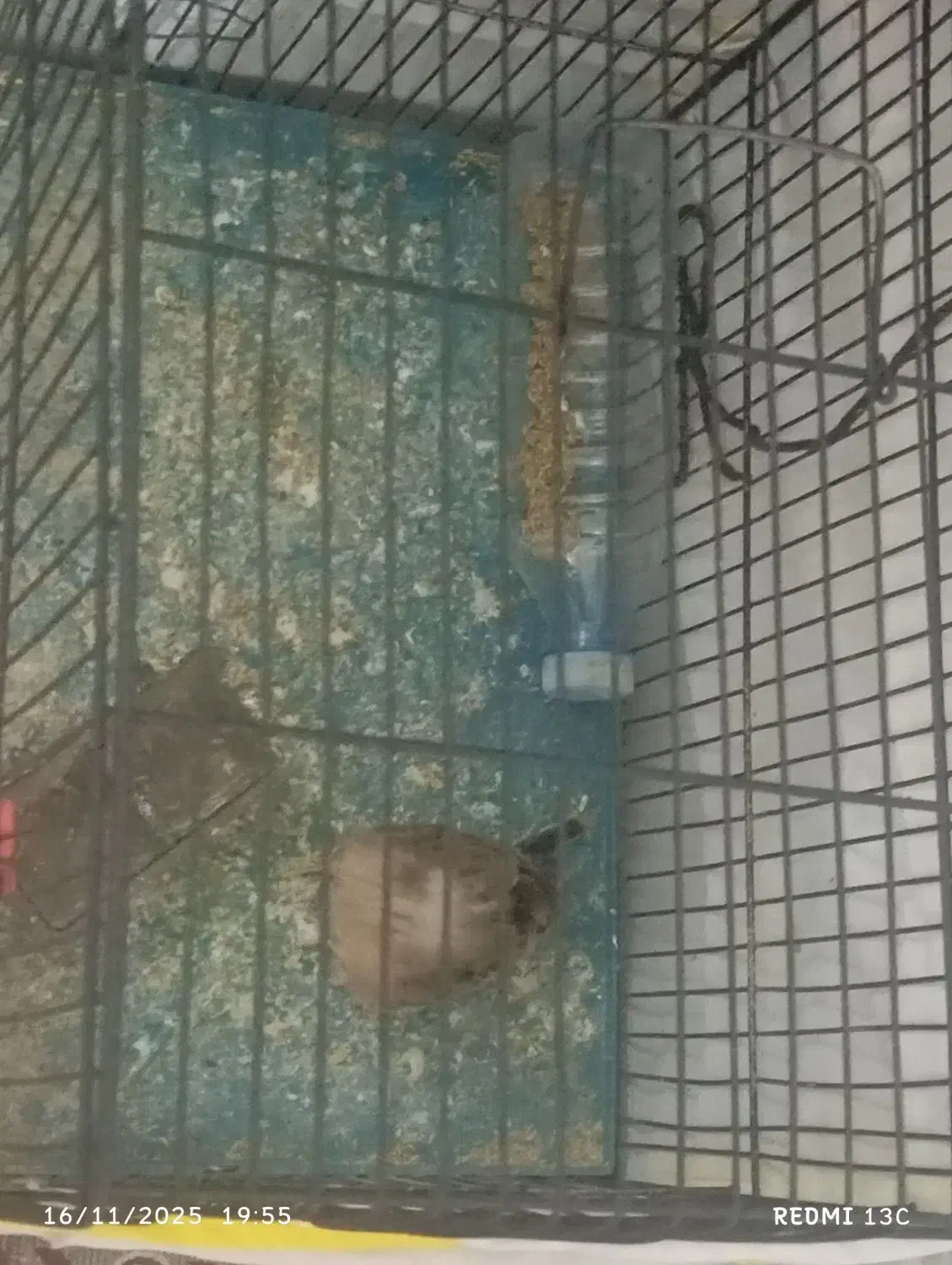 پرنده|پرنده|کرمان, |دیوار