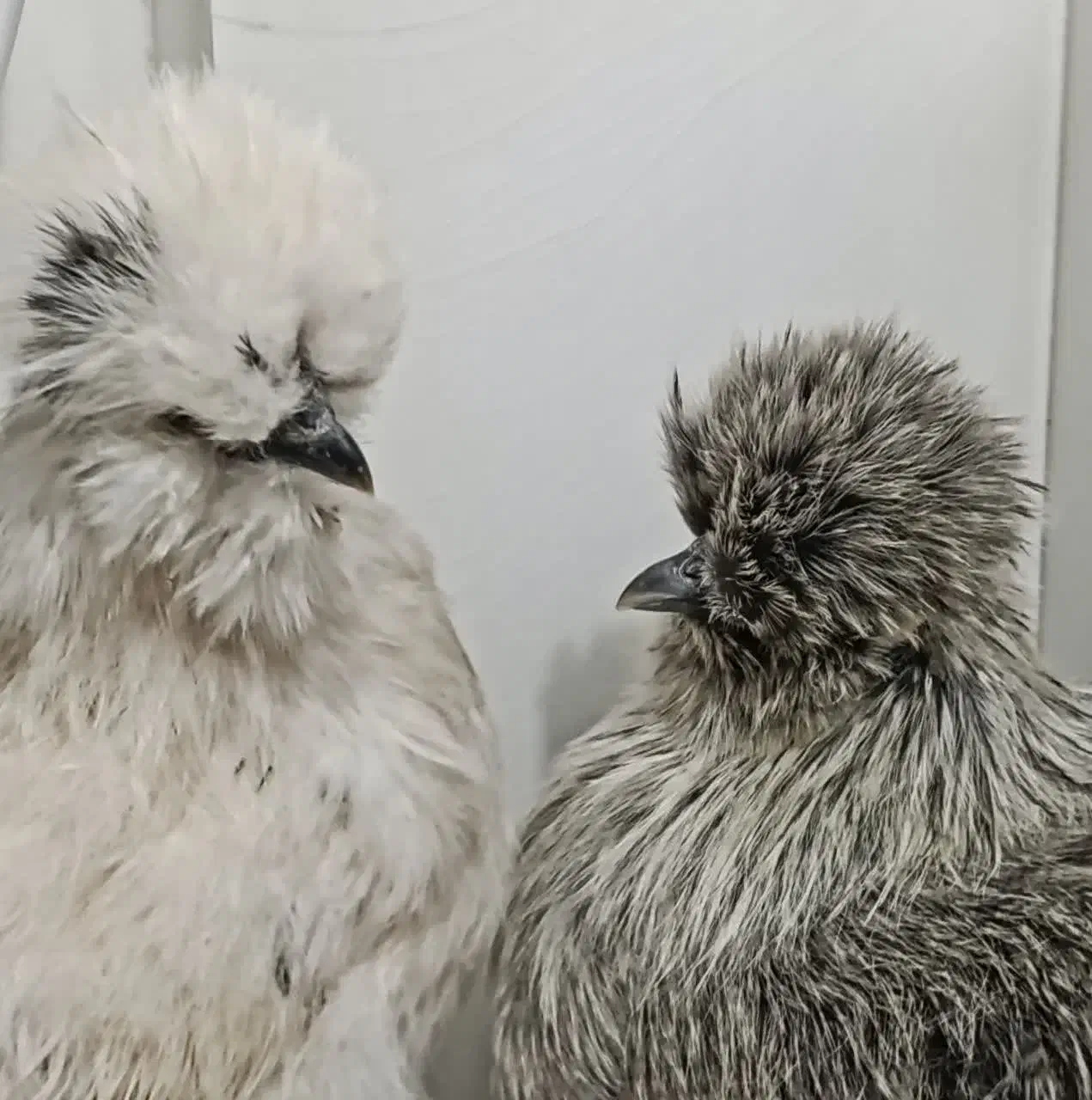 پرندگان وحیوانات مزرعه|حیوانات مزرعه|مشهد, فتح المبین|دیوار