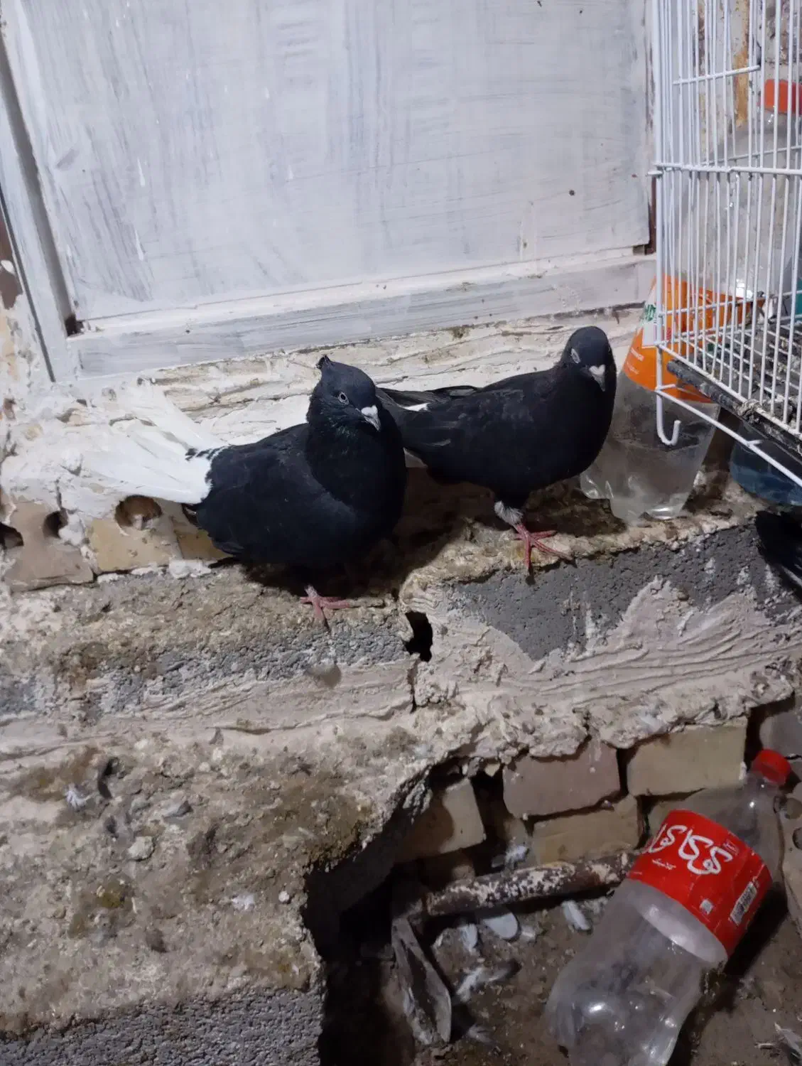 دم سفید و کلاغ کربلایی|پرنده|شاندیز, |دیوار