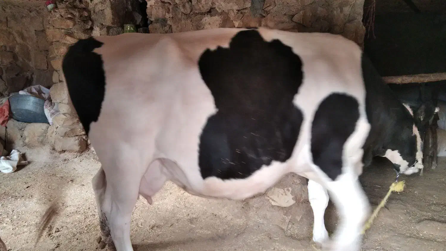 گاو ماده آبستن|حیوانات مزرعه|جزمان, |دیوار