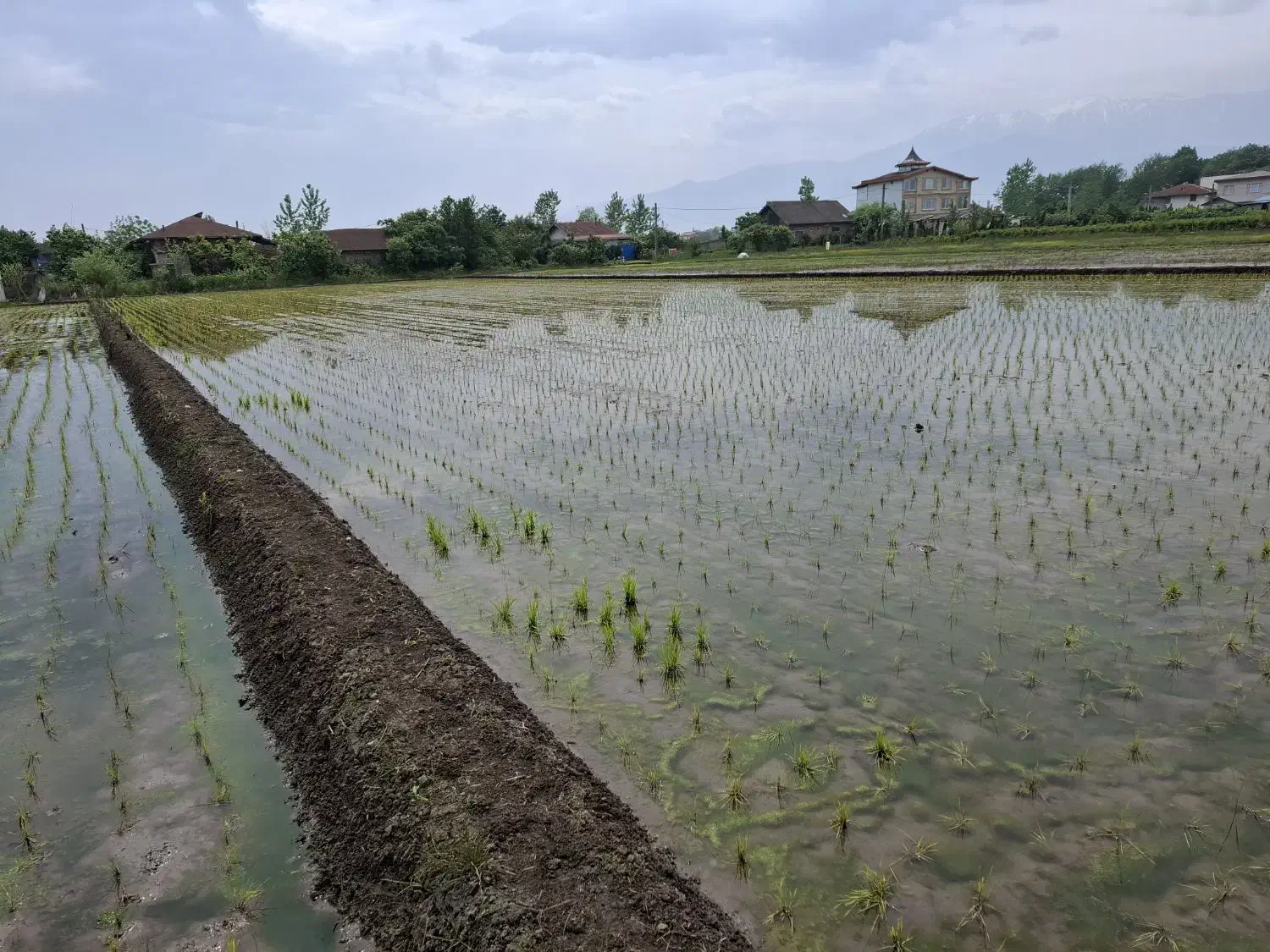 فروش زمین کشاورزی (شالیزار) ۲۵۴۳ مترمربع|فروش دفتر صنعتی، کشاورزی، تجاری|رودسر, |دیوار