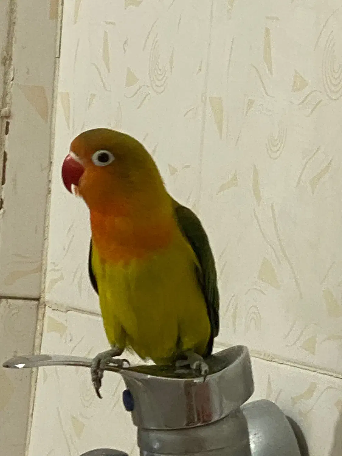 کوتوله برزیلی،طوطی،لاوبرد،طوطی برزیلی|پرنده|بندرعباس, |دیوار