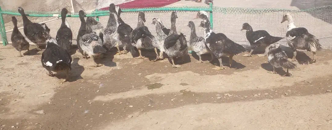 اردک|حیوانات مزرعه|هامون, |دیوار