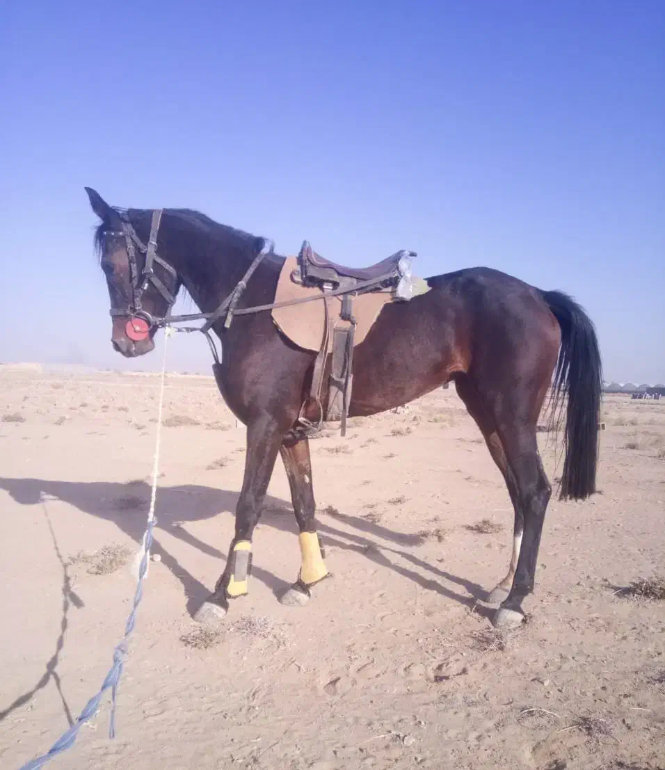 مادیان عرب کورسی|اسب و تجهیزات اسب‌سواری|بندرعباس, |دیوار