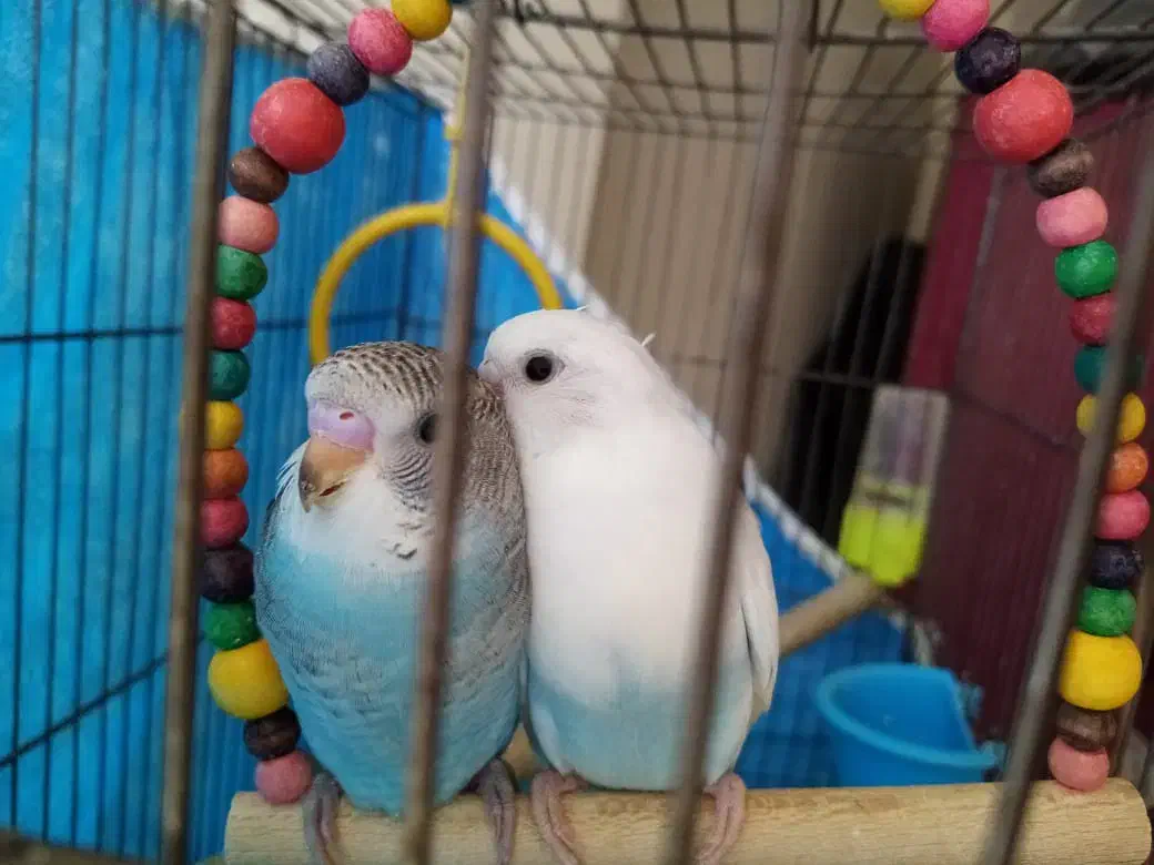 فروش مرغ عشق مولد|پرنده|اصفهان, باغ دریاچه|دیوار