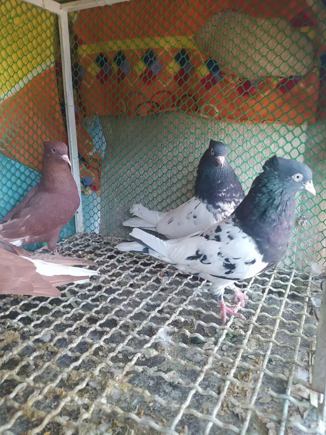 دوچفت نروماده جوان کله سیاه وسرخ دم سفید|پرنده|بهبهان, |دیوار