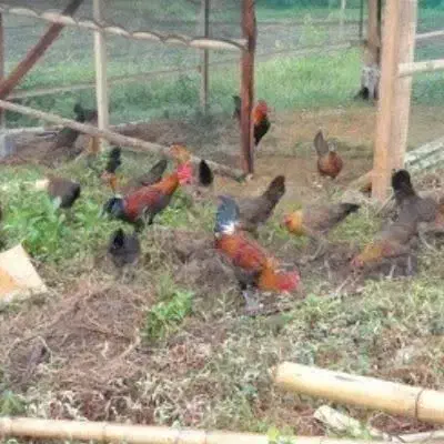 تخم مرغ محلی تازه|خوردنی و آشامیدنی|قم, شهرک امام حسین|دیوار