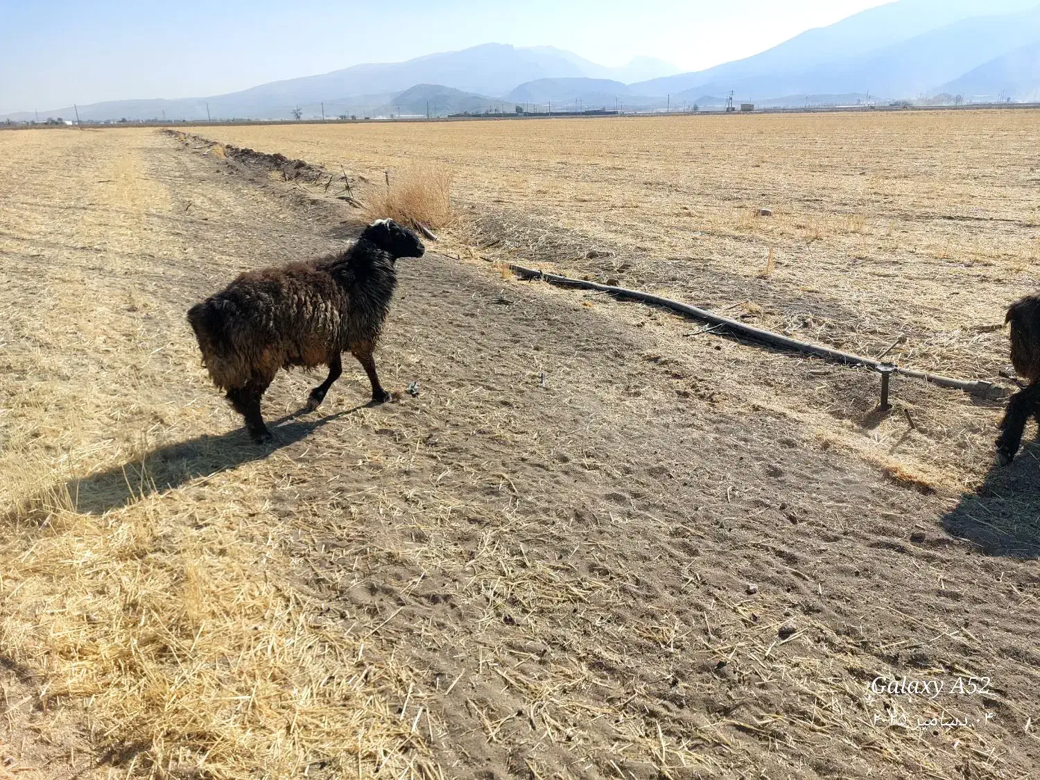 شیشک قوچ جوان|حیوانات مزرعه|پاسارگاد, |دیوار