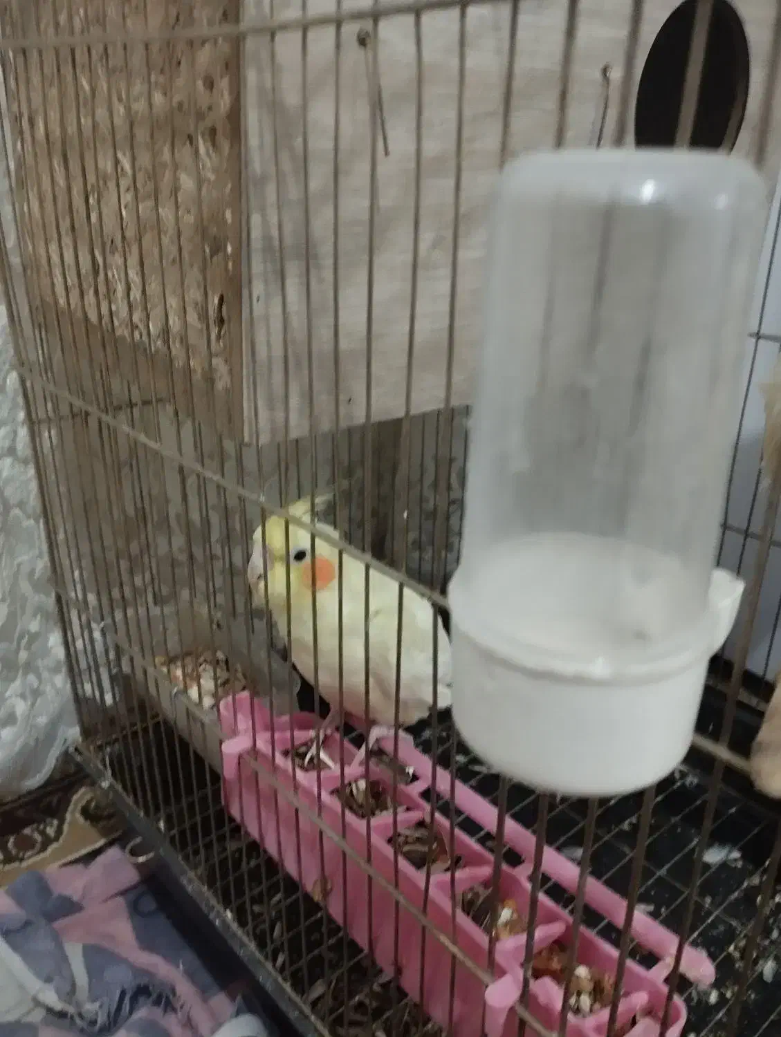 دونع 700|پرنده|ایلام, |دیوار