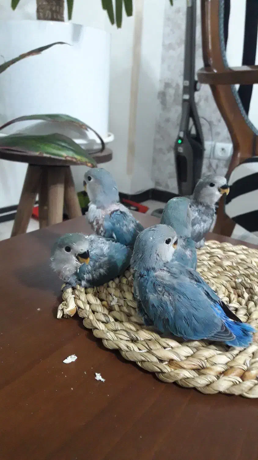 طوطی کوتوله سرلاکی|پرنده|پرند, فاز ۵|دیوار