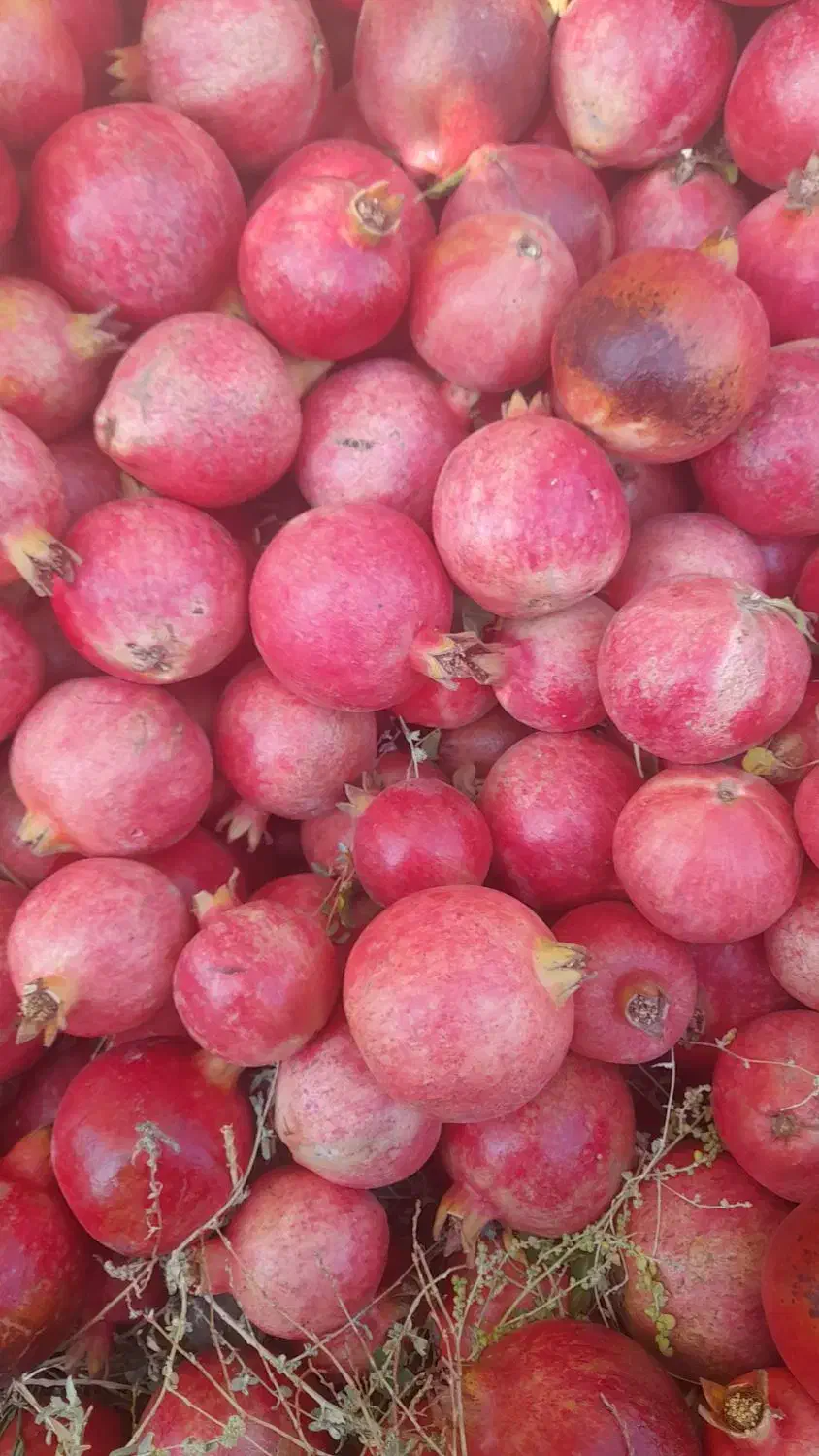 فروش انار ارسنجان|خوردنی و آشامیدنی|ارسنجان, |دیوار
