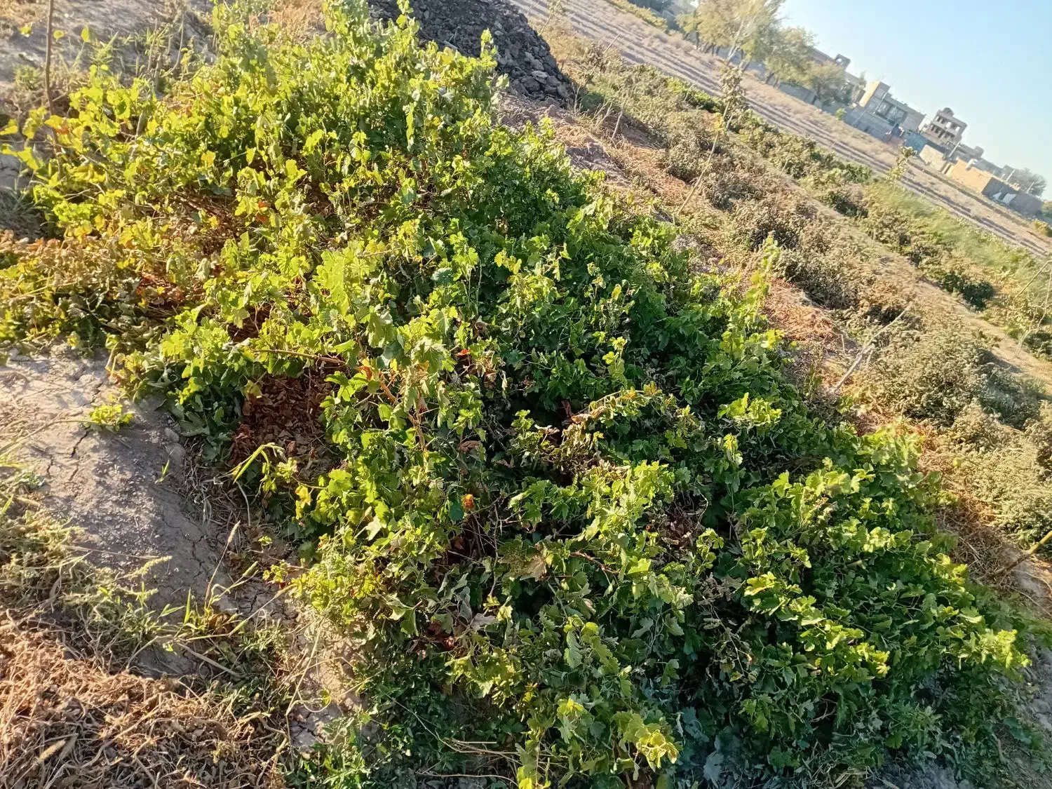 ریشه انگور|خدمات باغبانی و درختکاری|میاندوآب, |دیوار