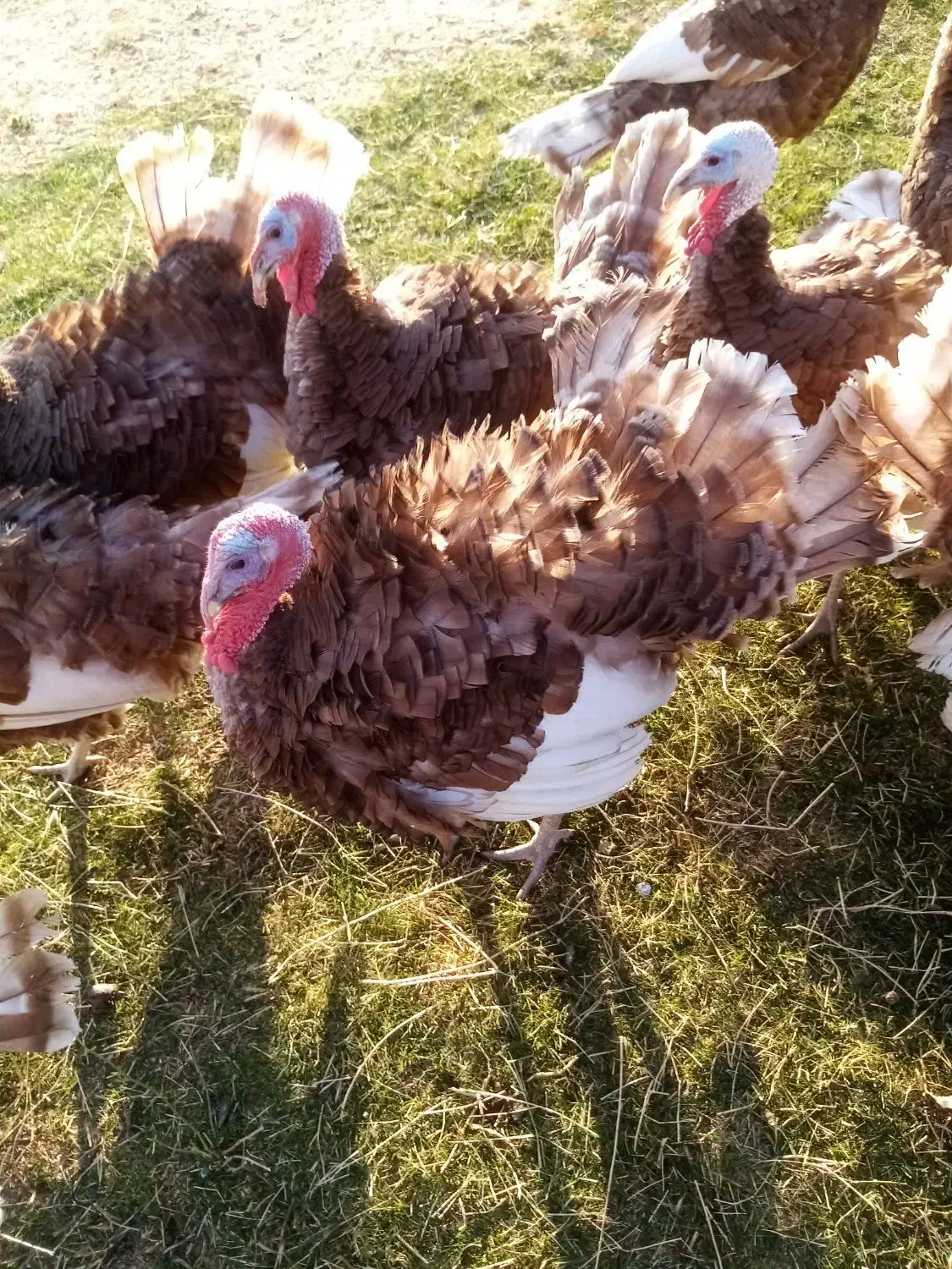 بوقلمون محلی بوربن نر|حیوانات مزرعه|بانه, |دیوار