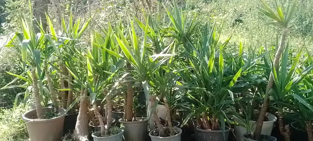 یوکا بنسای|گل و گیاه طبیعی|لاهیجان, آهندان|دیوار