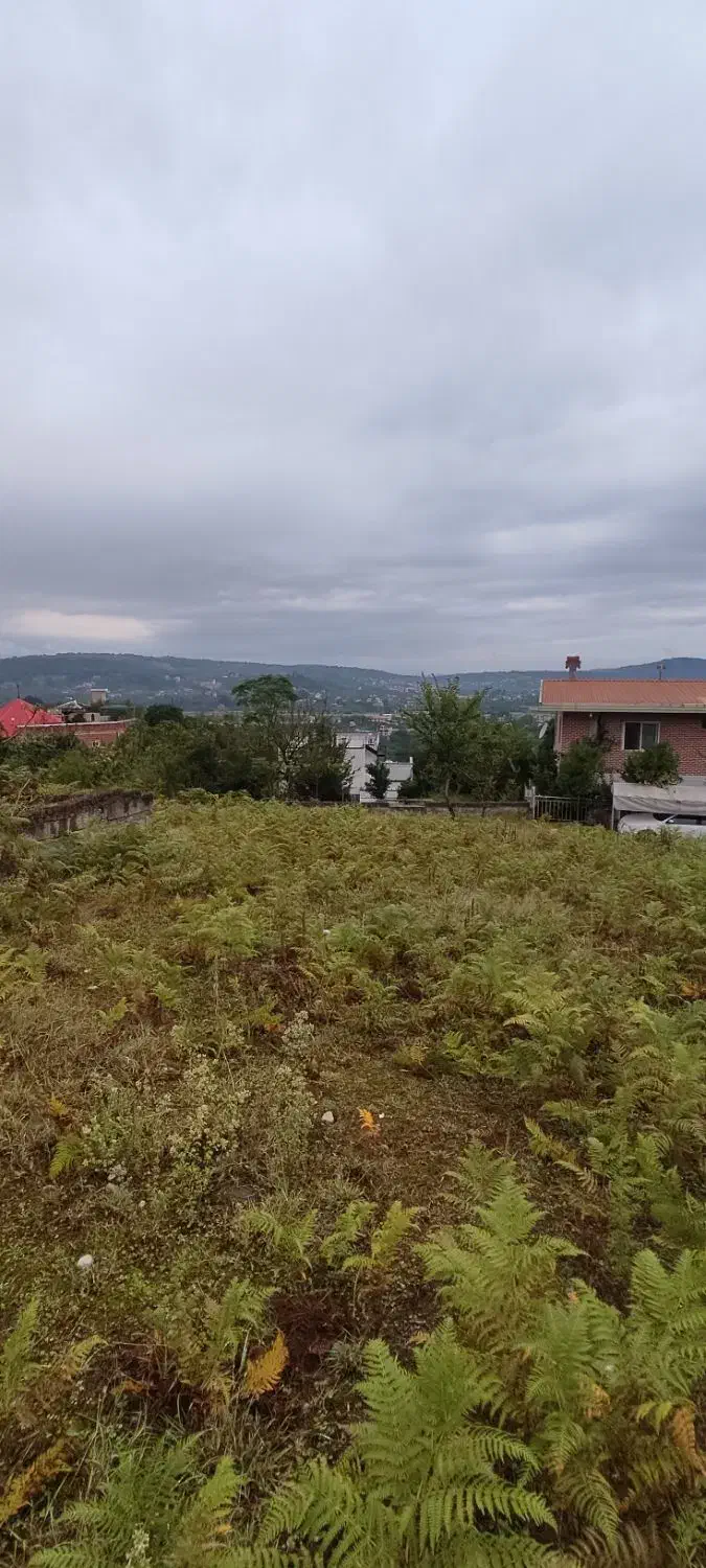 زمین شیرگاه اوریم برنجستانک بشل چاکسر اندرگلی|فروش زمین و ملک کلنگی|شیرگاه, |دیوار