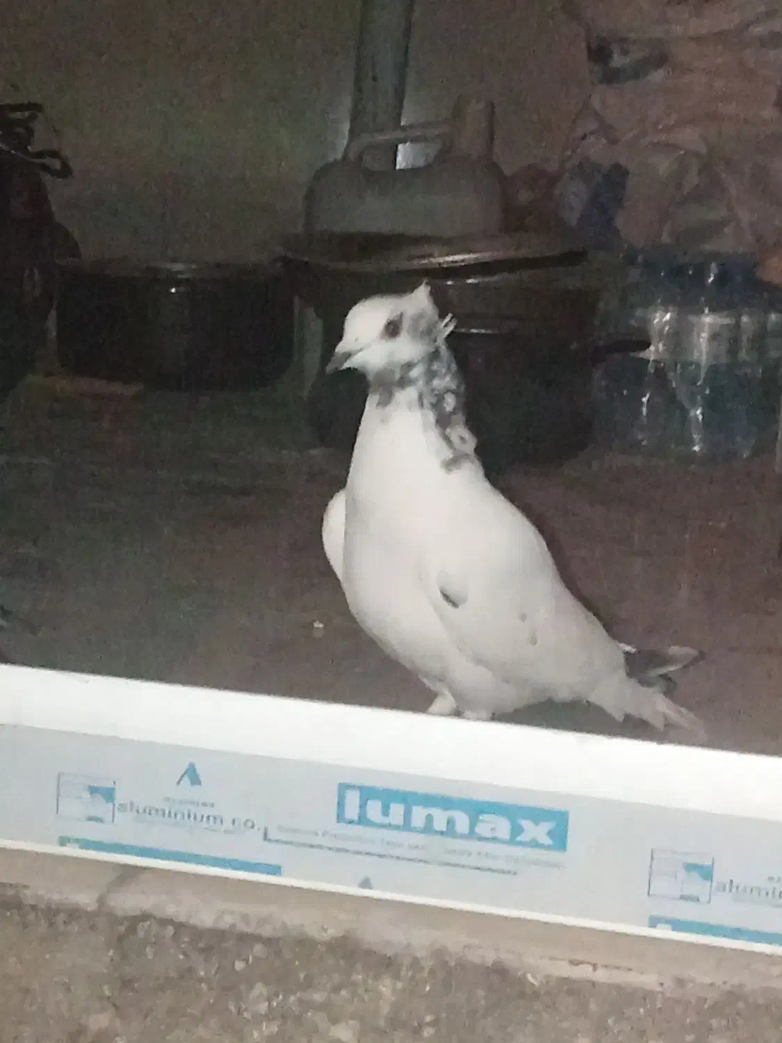 قیمت 400|پرنده|ملکشاهی, |دیوار