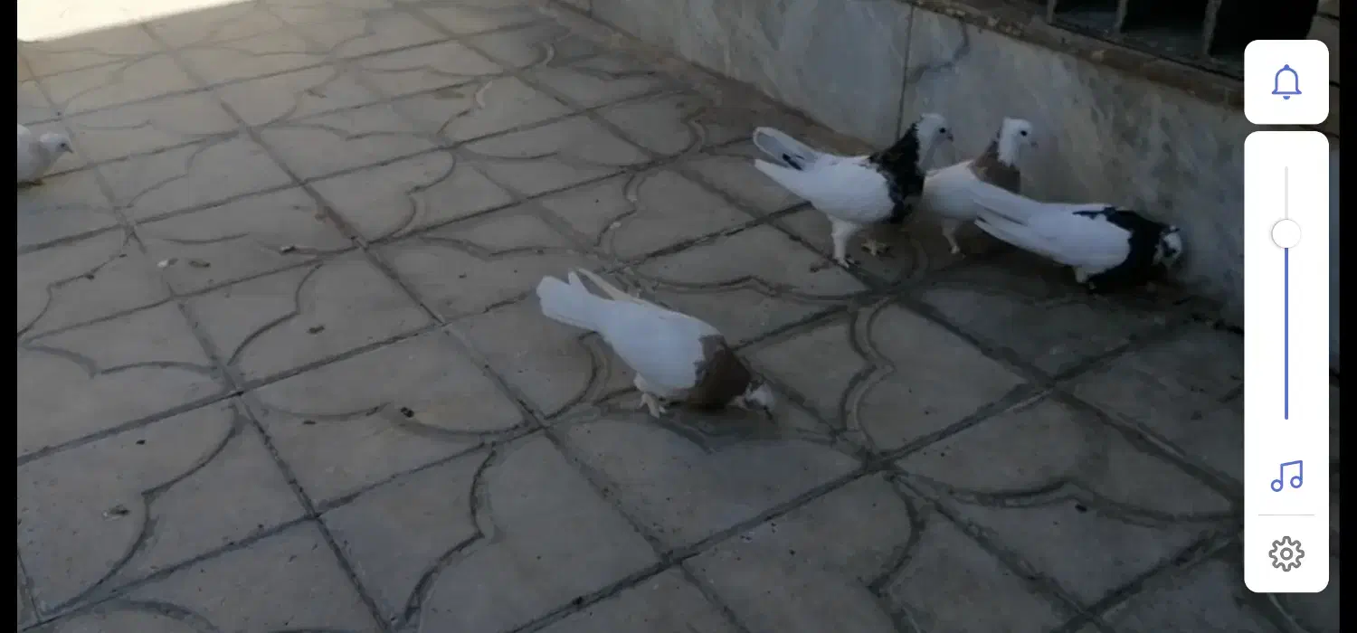 فروش سی عدد طوقی همه مدل دونه ای 500 هزار تومان|پرنده|استهبان, |دیوار