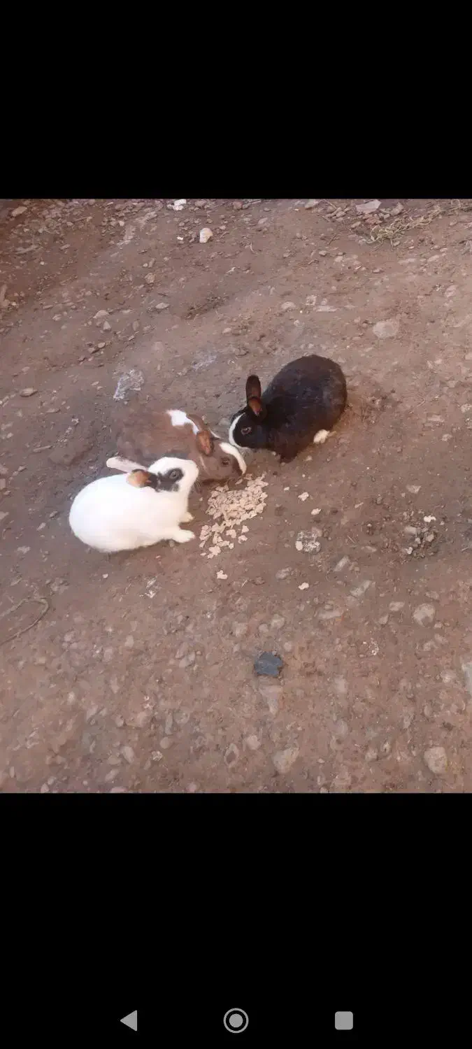 خرگوش|موش و خرگوش|نیشابور, بنیاد شهید|دیوار