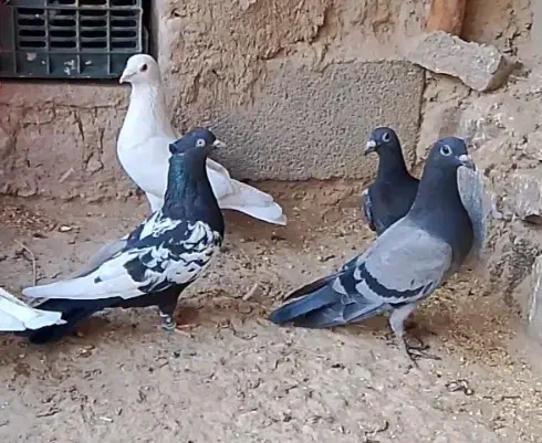 ۶عدد کفتر‌|پرنده|چناران, |دیوار