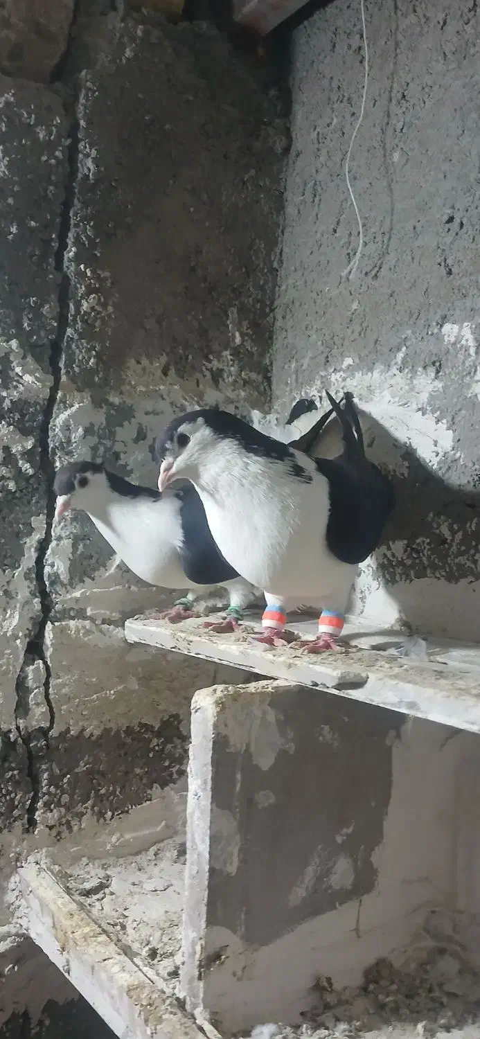 پرنده|پرنده|چناران, |دیوار