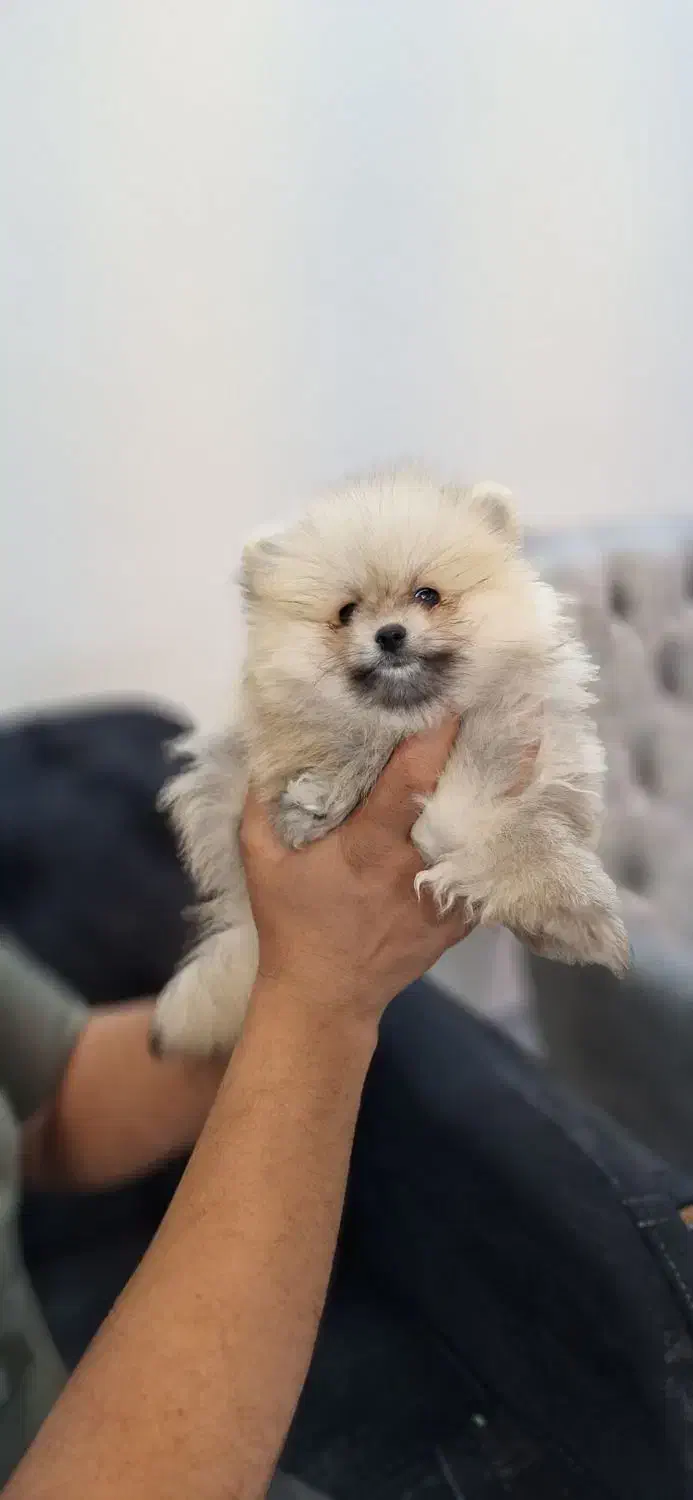 توله پامرانین|سگ|شاهینشهر, بانک استان|دیوار