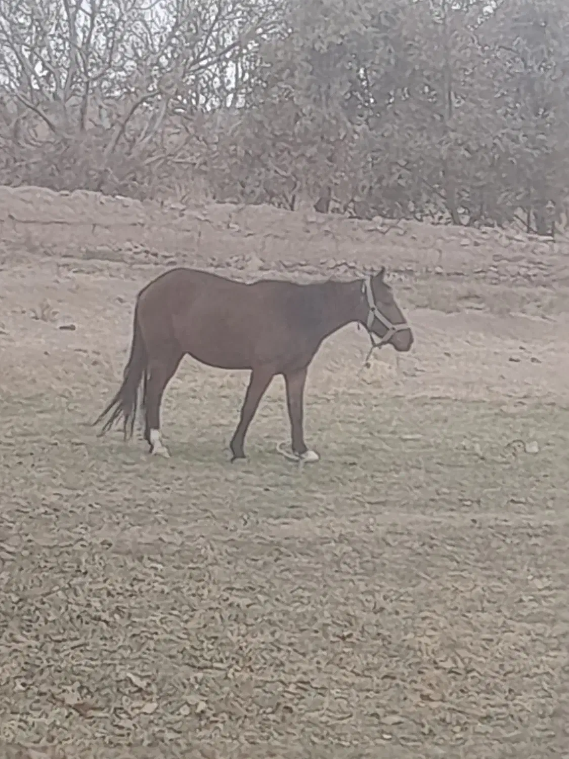 اسب یورقه|اسب و تجهیزات اسب‌سواری|نیشابور, کوی فرهنگیان|دیوار