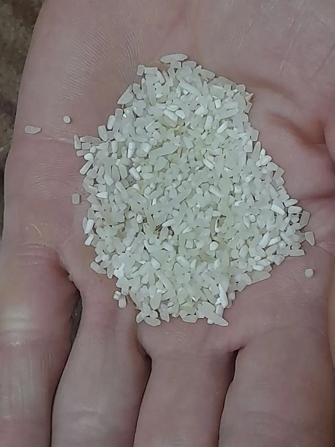برنج فجرسوزنی درجه ۱|خوردنی و آشامیدنی|علیآباد کتول, |دیوار