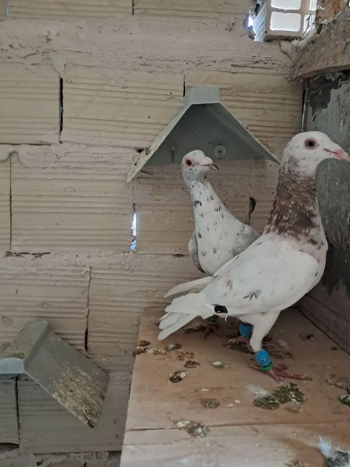 کبوتر پرنده دوتا قلدر|پرنده|الوند, |دیوار