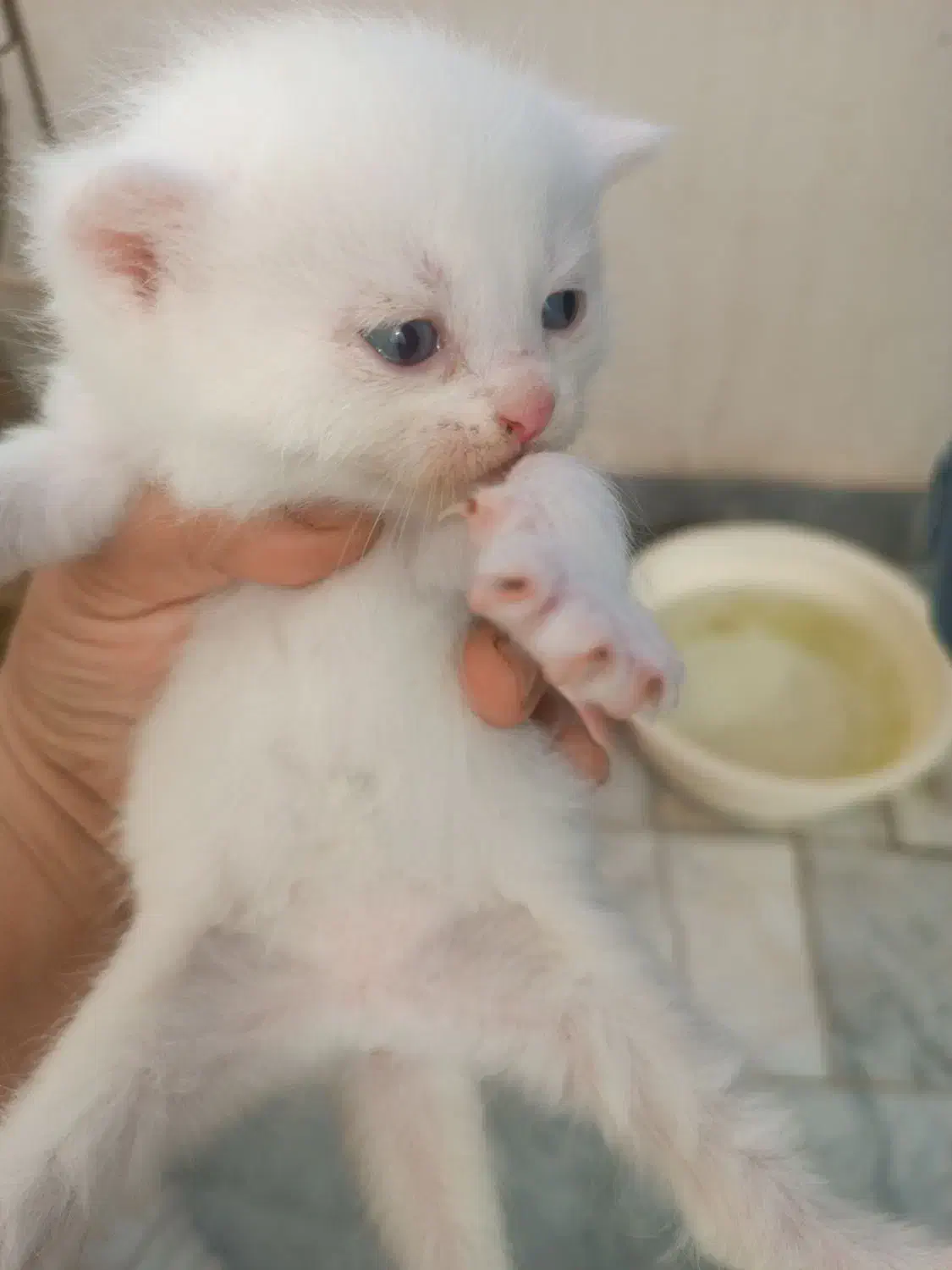 گربه|گربه|گرگان, |دیوار