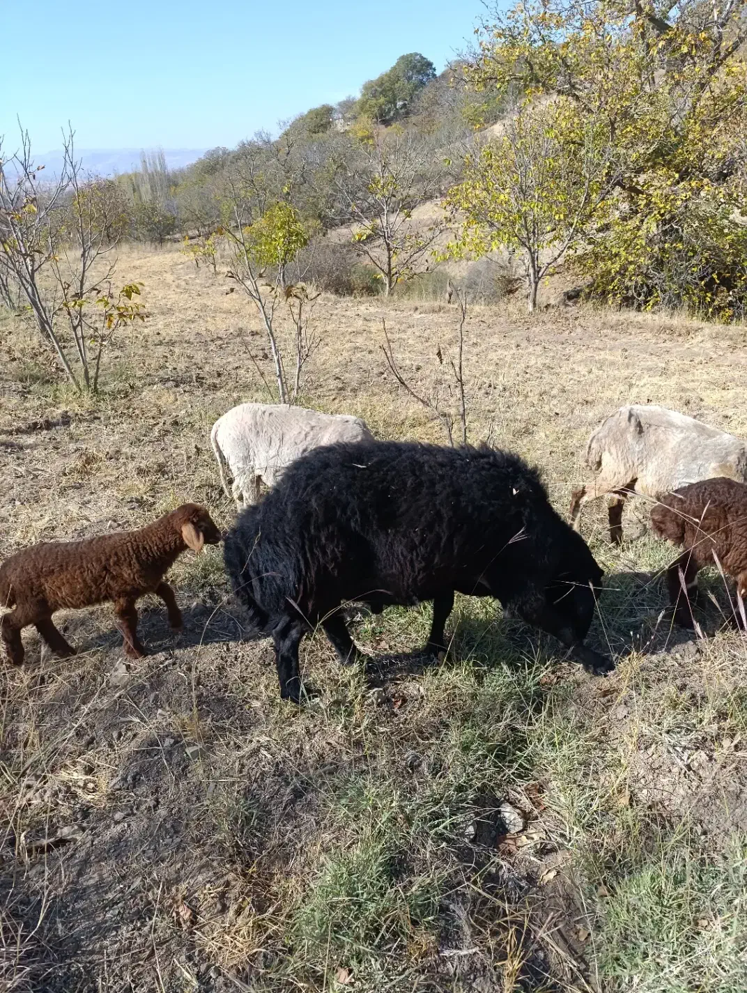 فروش یک راس قوچ قره قزل دامازلق|حیوانات مزرعه|خلخال, |دیوار