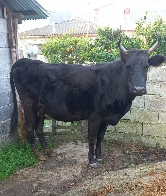 گاو دورگ محلی ۸ماه آبستن گوساله لیشه ورزا|حیوانات مزرعه|تالش, هشتپر|دیوار