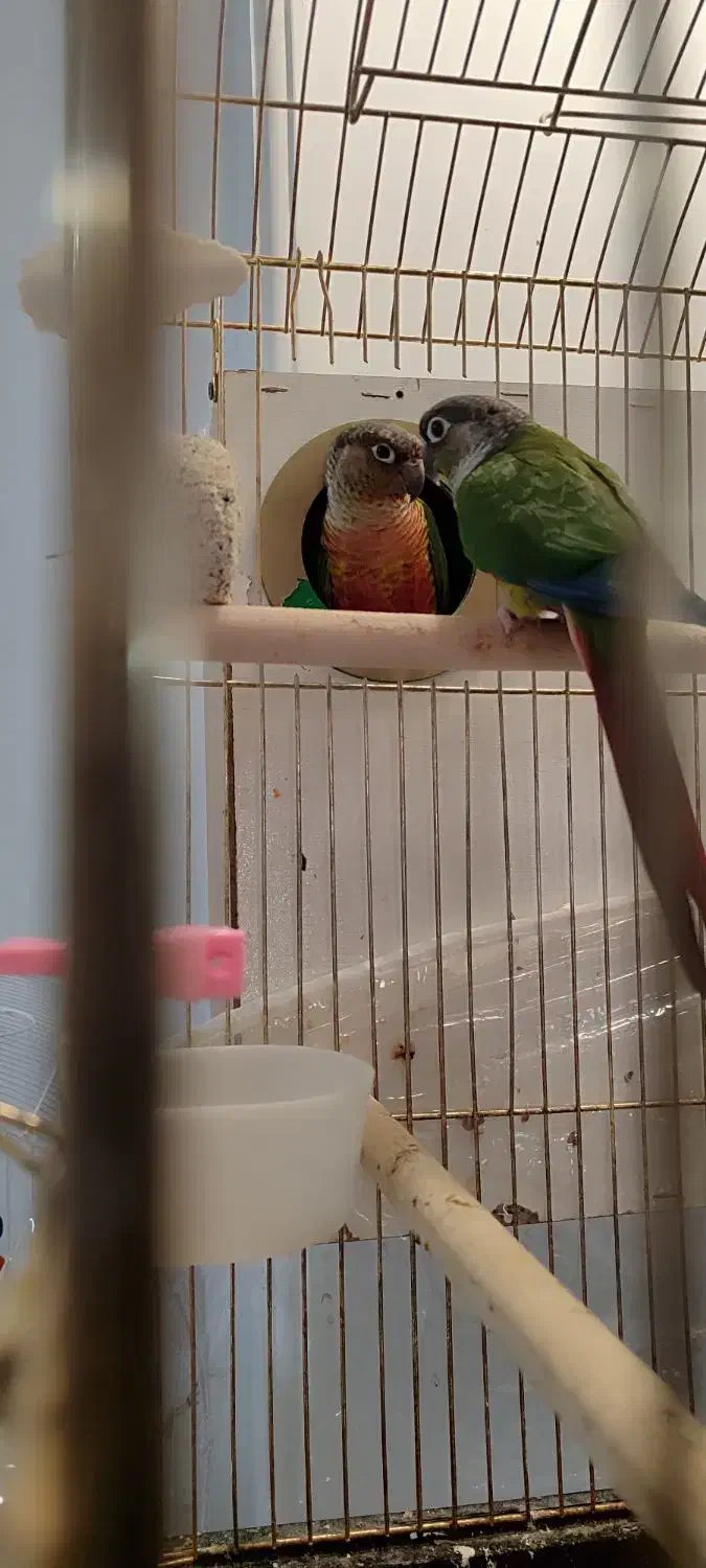 طوطی گرینچیک|پرنده|مشهد, نیروی هوایی|دیوار