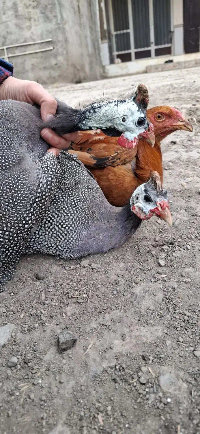 مرغ شاخدار و خروس دو رگه محلی و لاری|حیوانات مزرعه|مزرعه کتول, |دیوار