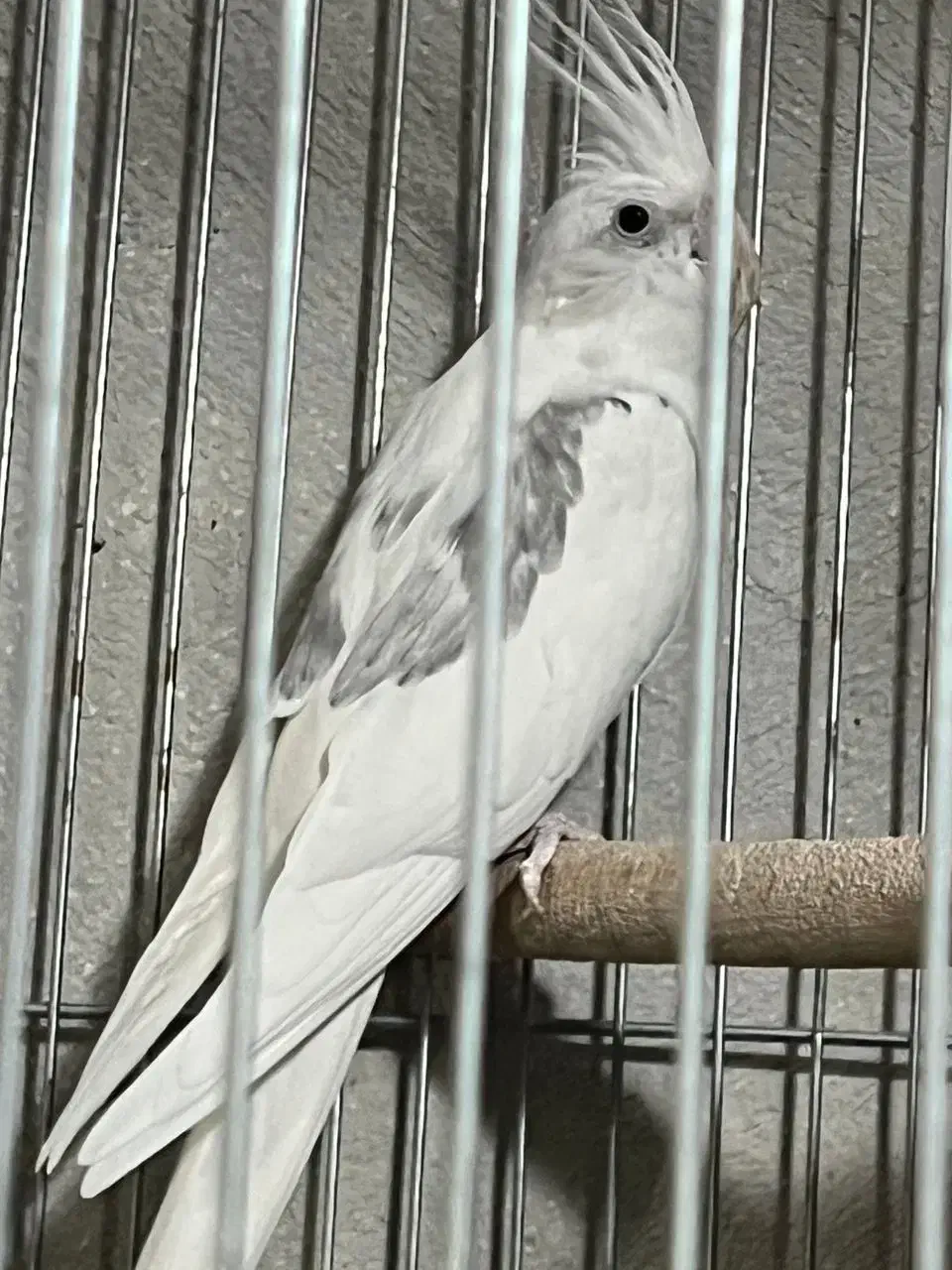 عروس هلندی|پرنده|اسلام‌شهر, شهرک مهدیه|دیوار