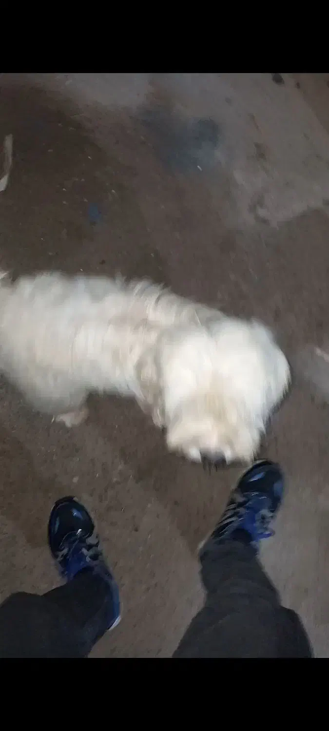 واگذاری سگ پشمالو رایگان|سگ|رشت, لاکان|دیوار