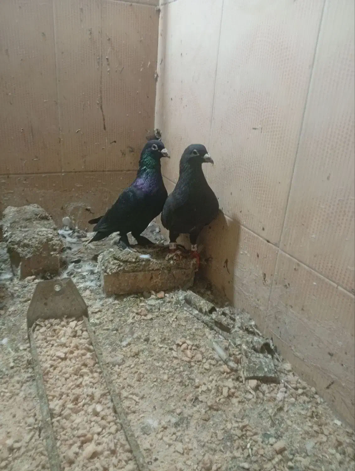 کبوتر سالم|پرنده|مینودشت, |دیوار