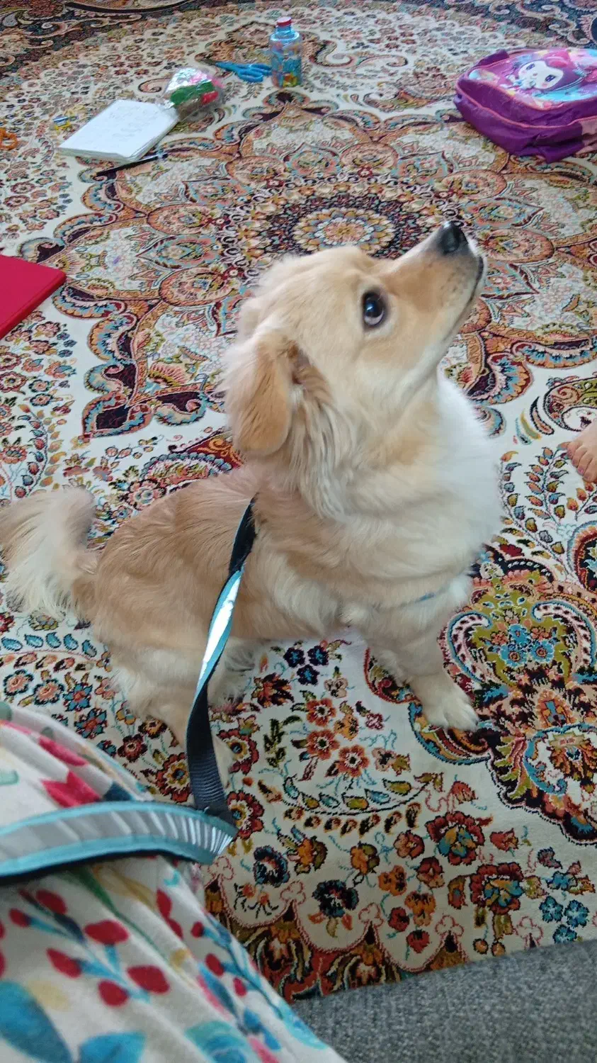 سگ اشپیدز گلدن|سگ|قدس, شهر‌قدس|دیوار