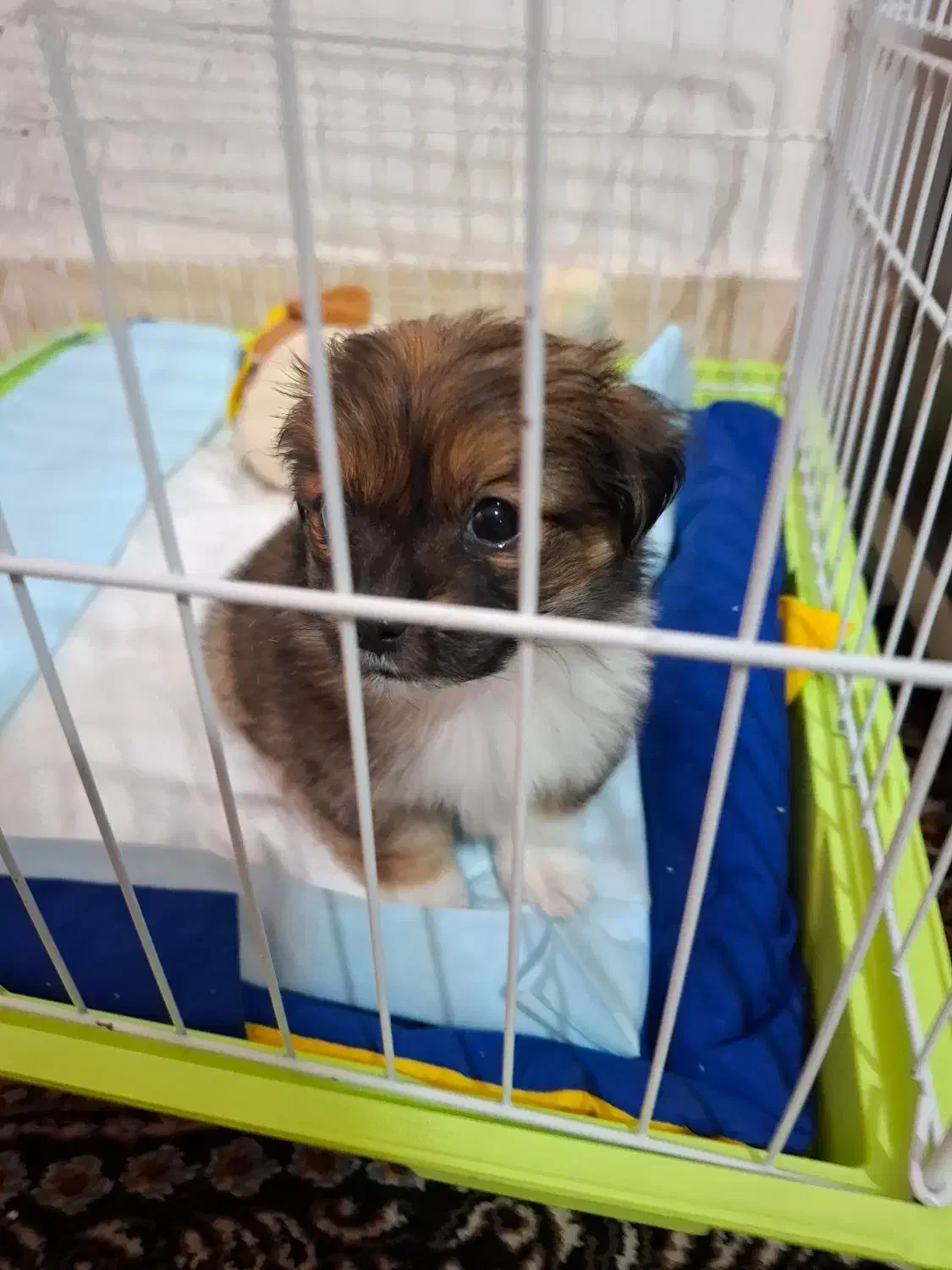 اشتیپز پامر بامزه و شیطون|سگ|شیراز, بهارستان|دیوار