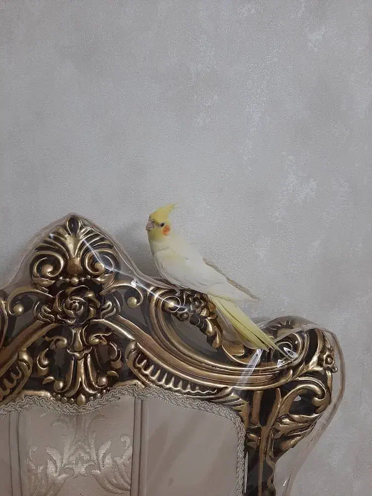 عروس هلندی|پرنده|تهران, کوی بیمه|دیوار